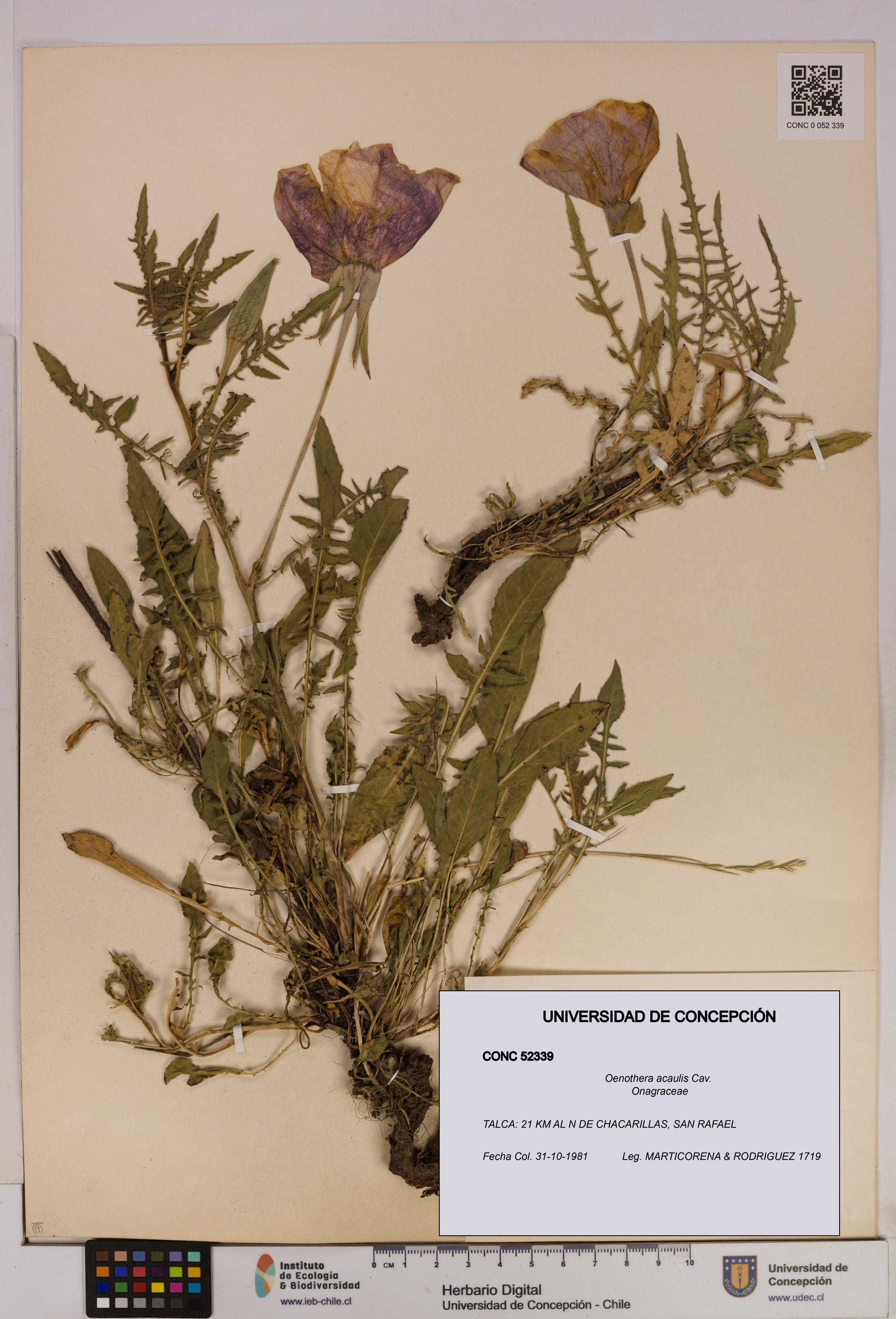 Oenothera acaulis [Espécimen: UDEC:CONC:0052339]