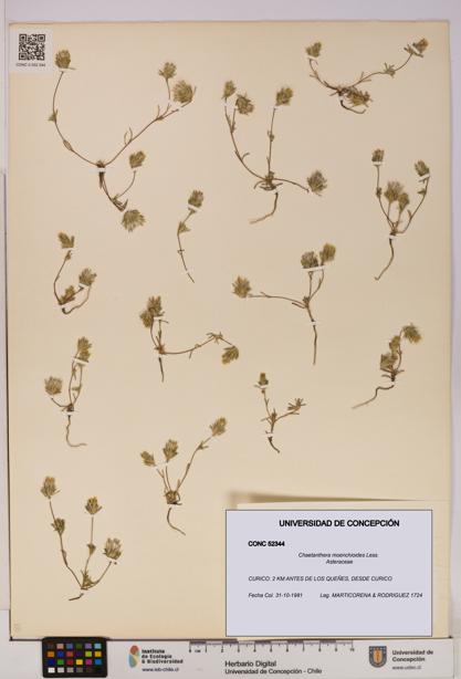 Chaetanthera moenchioides [Espécimen: UDEC:CONC:0052344]