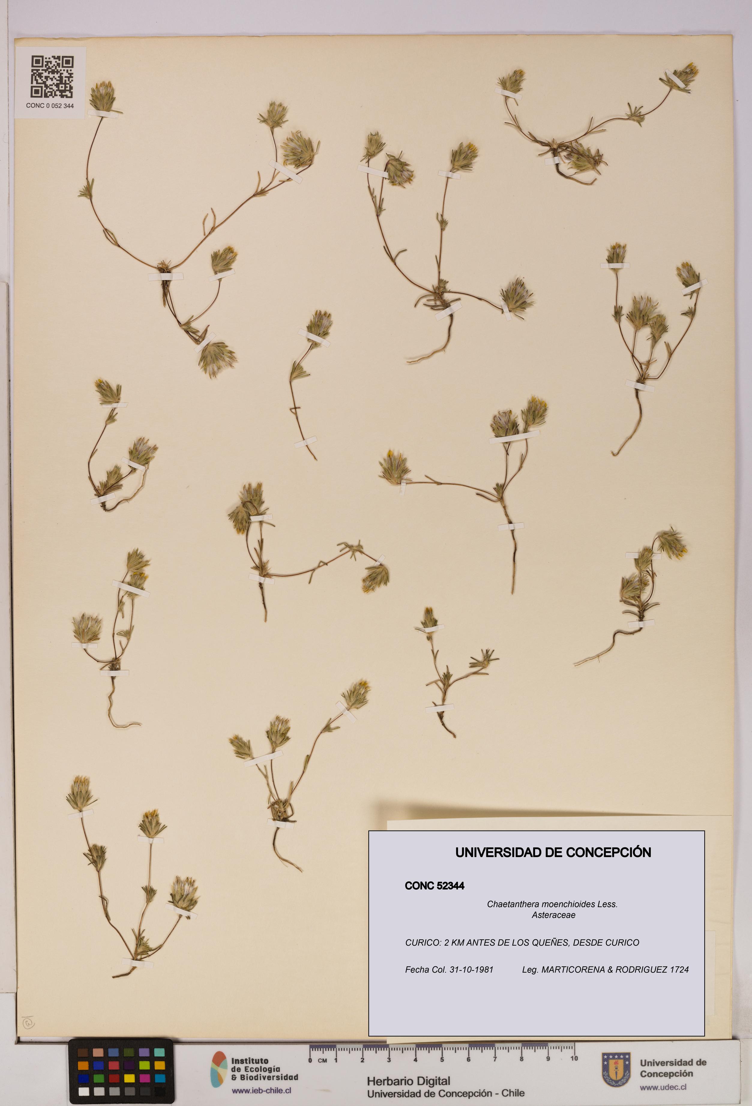 Chaetanthera moenchioides [Espécimen: UDEC:CONC:0052344]