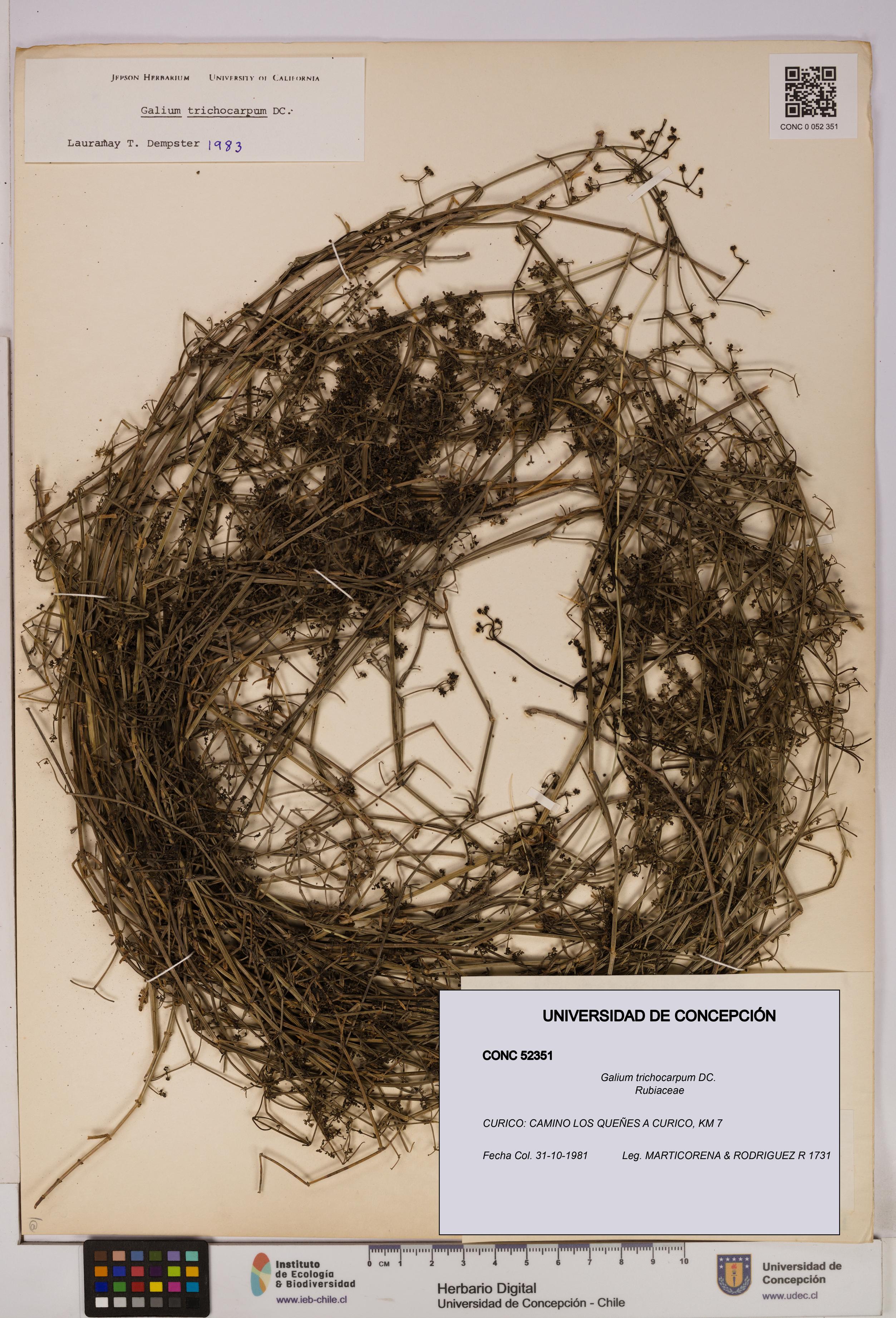 Galium trichocarpum [Espécimen: UDEC:CONC:0052351]