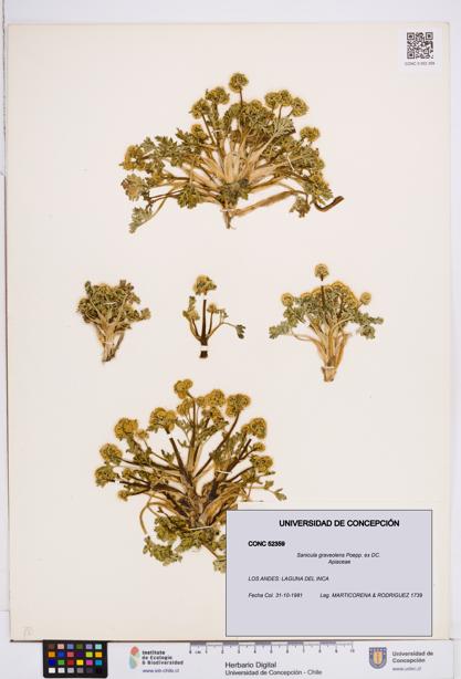 Sanicula graveolens [Espécimen: ]