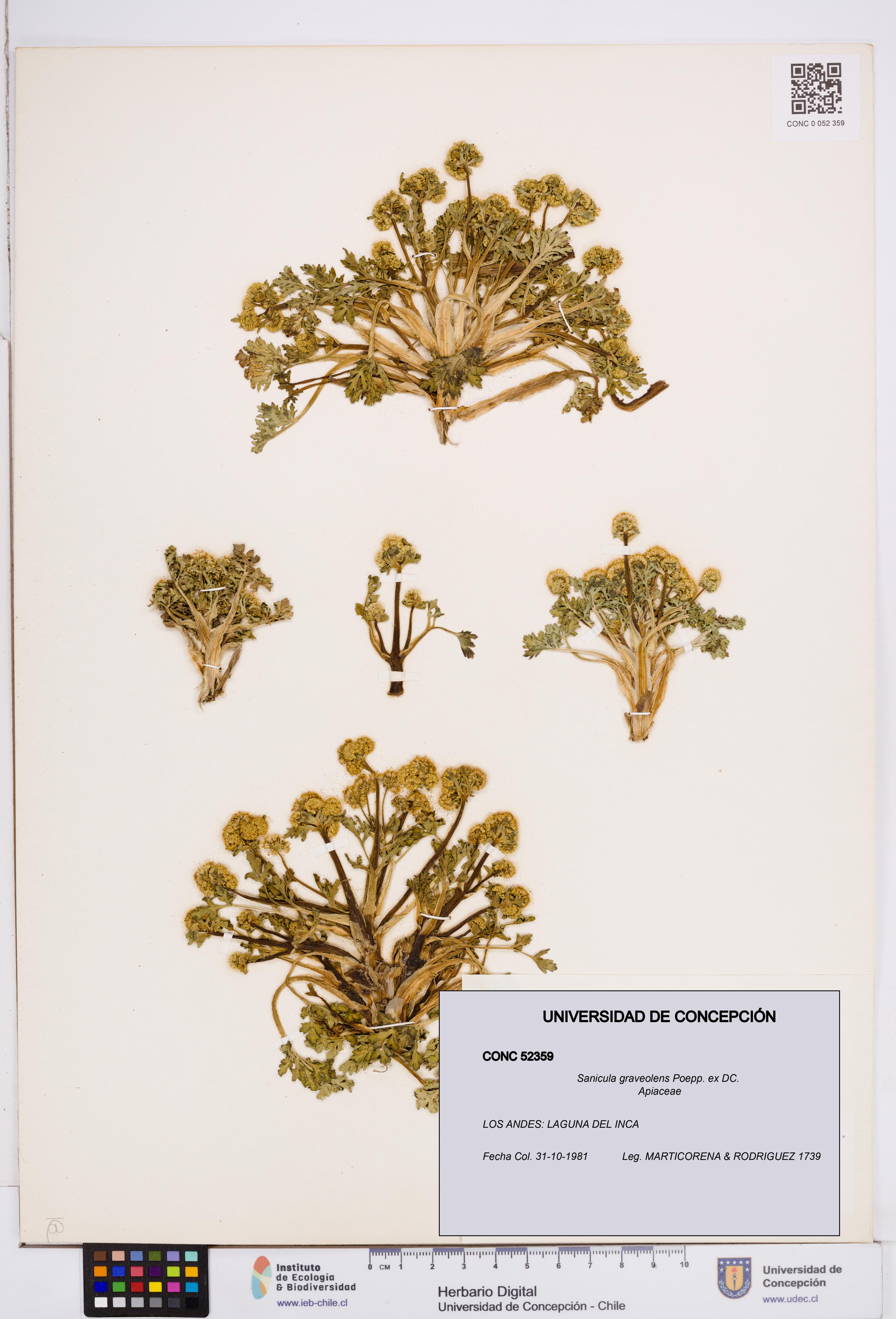 Sanicula graveolens [Espécimen: ]