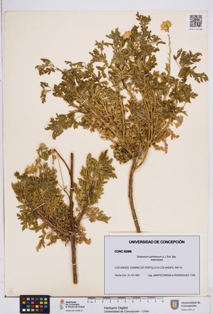 Tanacetum parthenium [Espécimen: ]