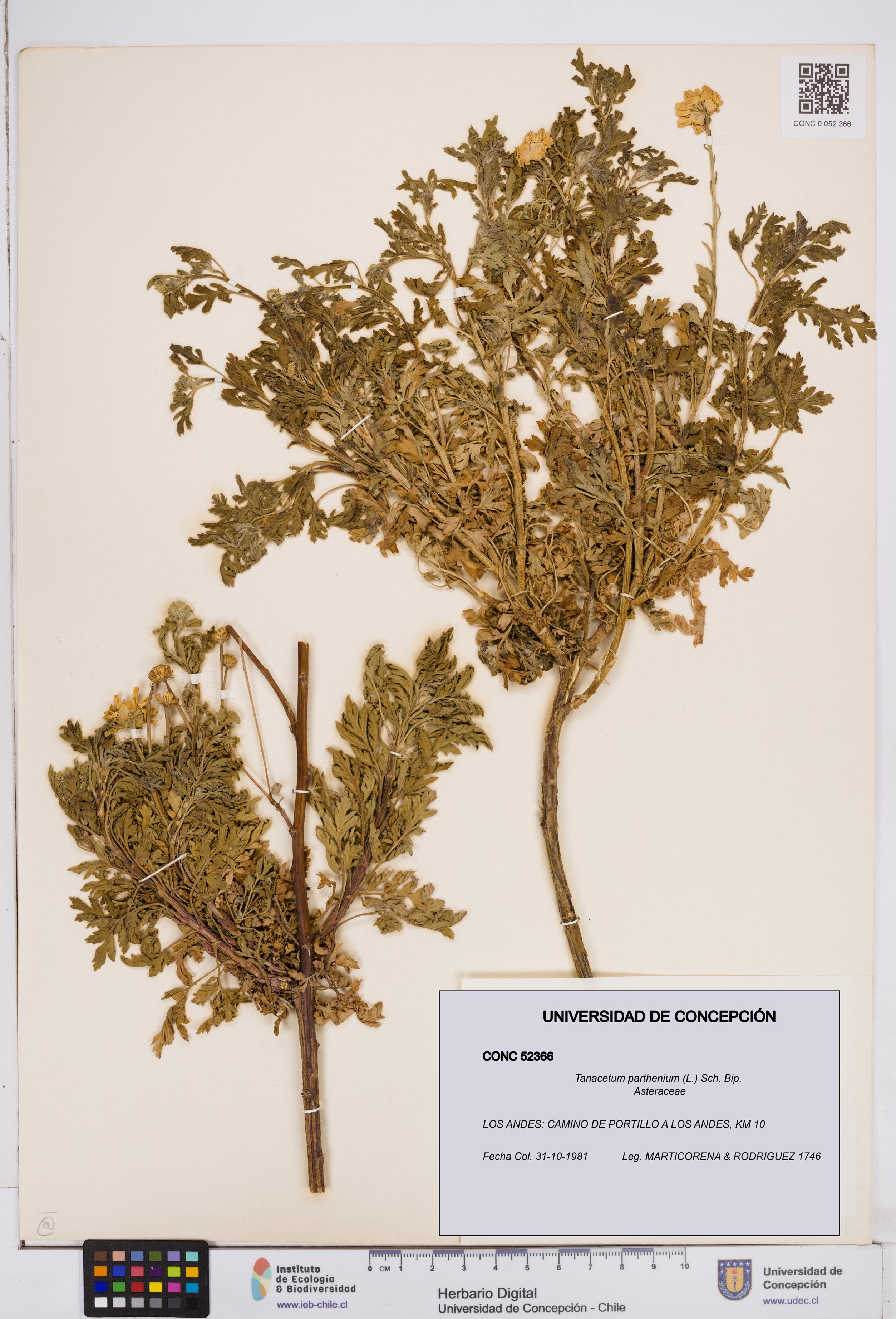Tanacetum parthenium [Espécimen: ]