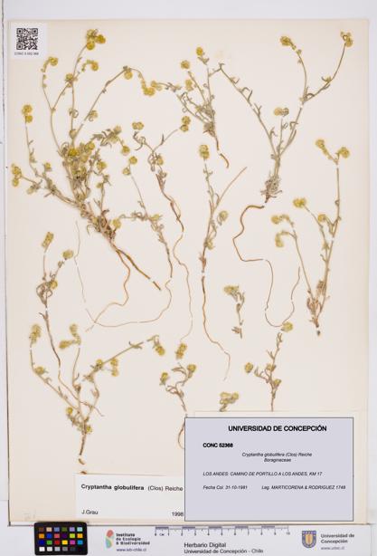 Cryptantha globulifera [Espécimen: ]