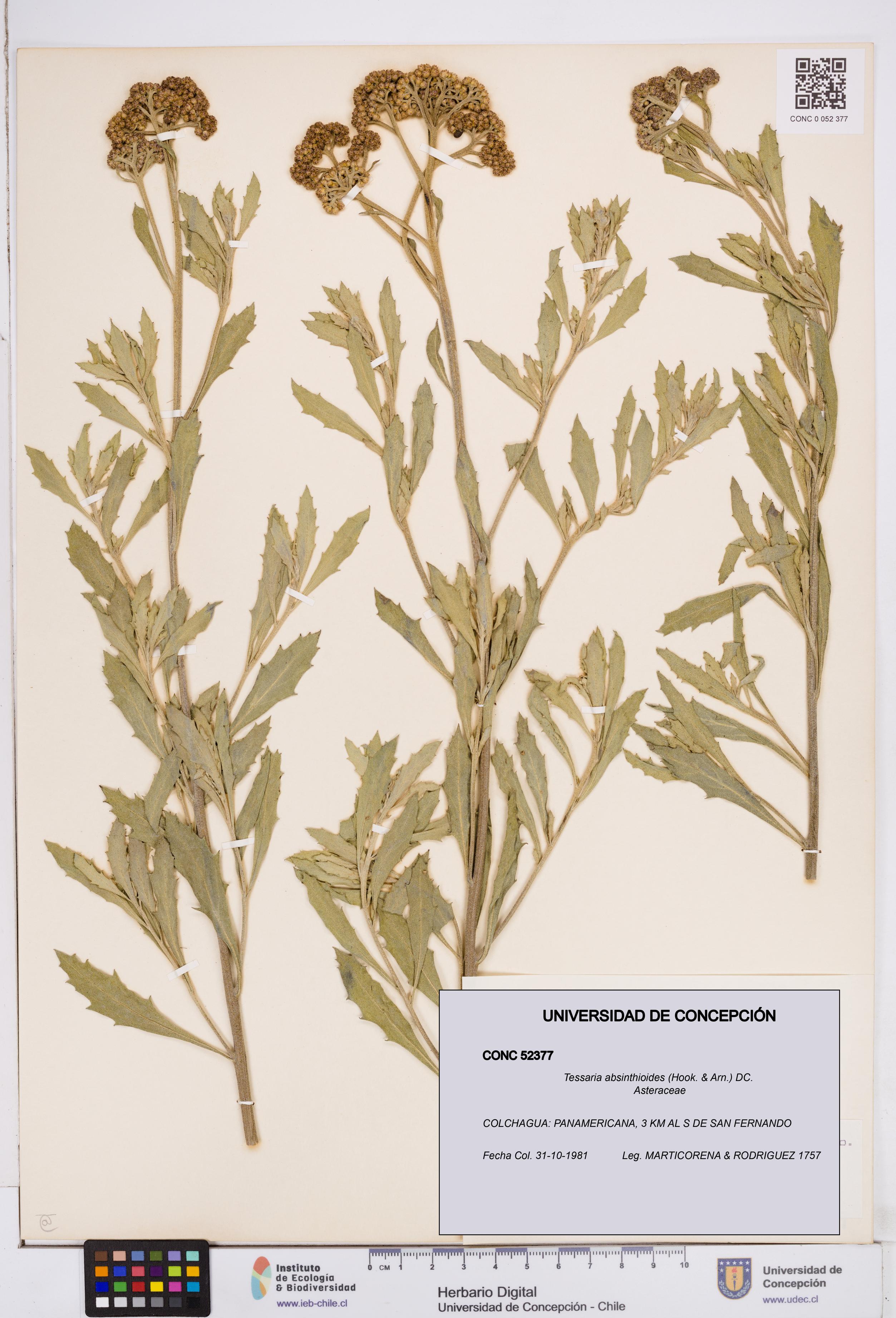 Tessaria absinthioides [Espécimen: ]