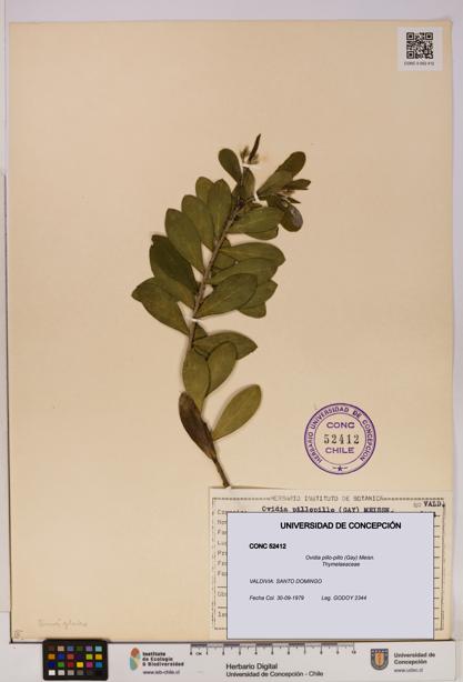 Ovidia pillo-pillo [Espécimen: UDEC:CONC:0052412]