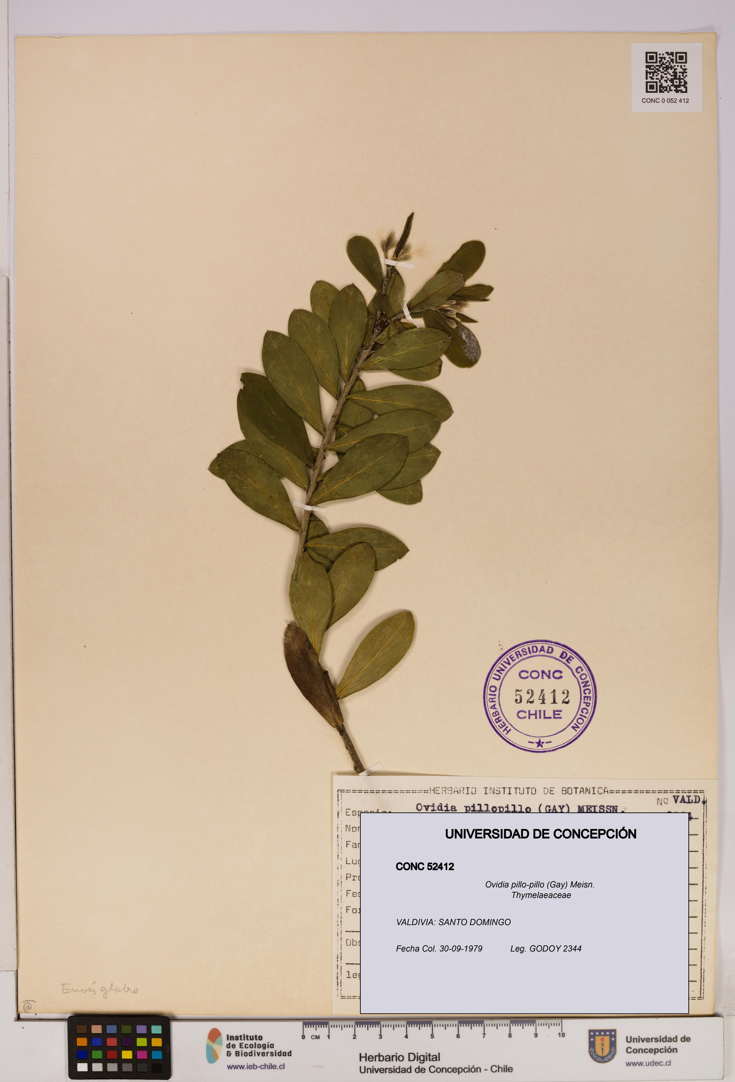 Ovidia pillo-pillo [Espécimen: UDEC:CONC:0052412]