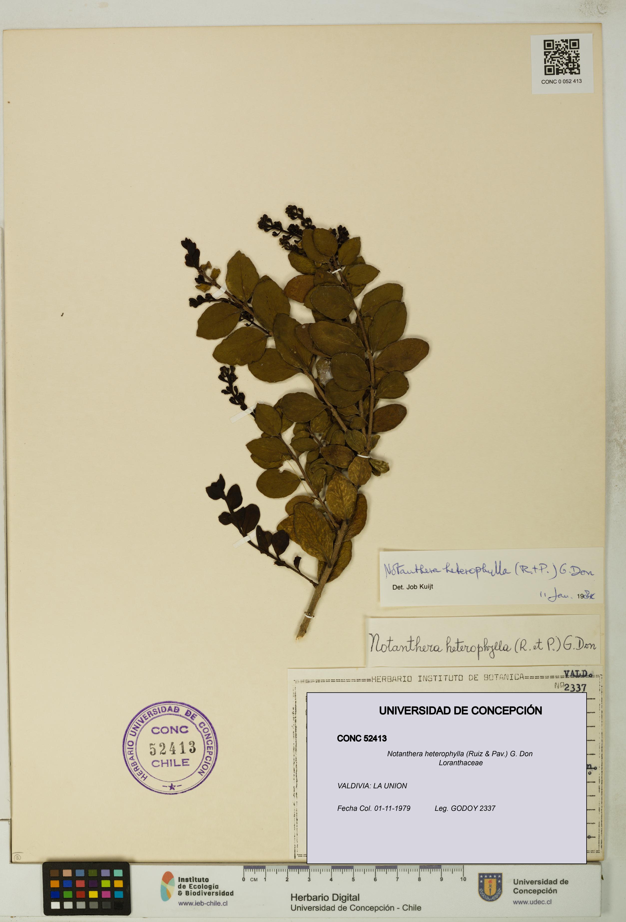 Notanthera heterophylla [Espécimen: UDEC:CONC:0052413]