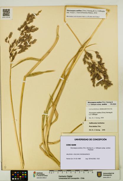 Nicoraepoa andina subsp. andina [Espécimen: UDEC:CONC:0052459]