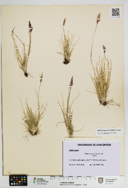 Rytidosperma lechleri [Espécimen: UDEC:CONC:0052467]