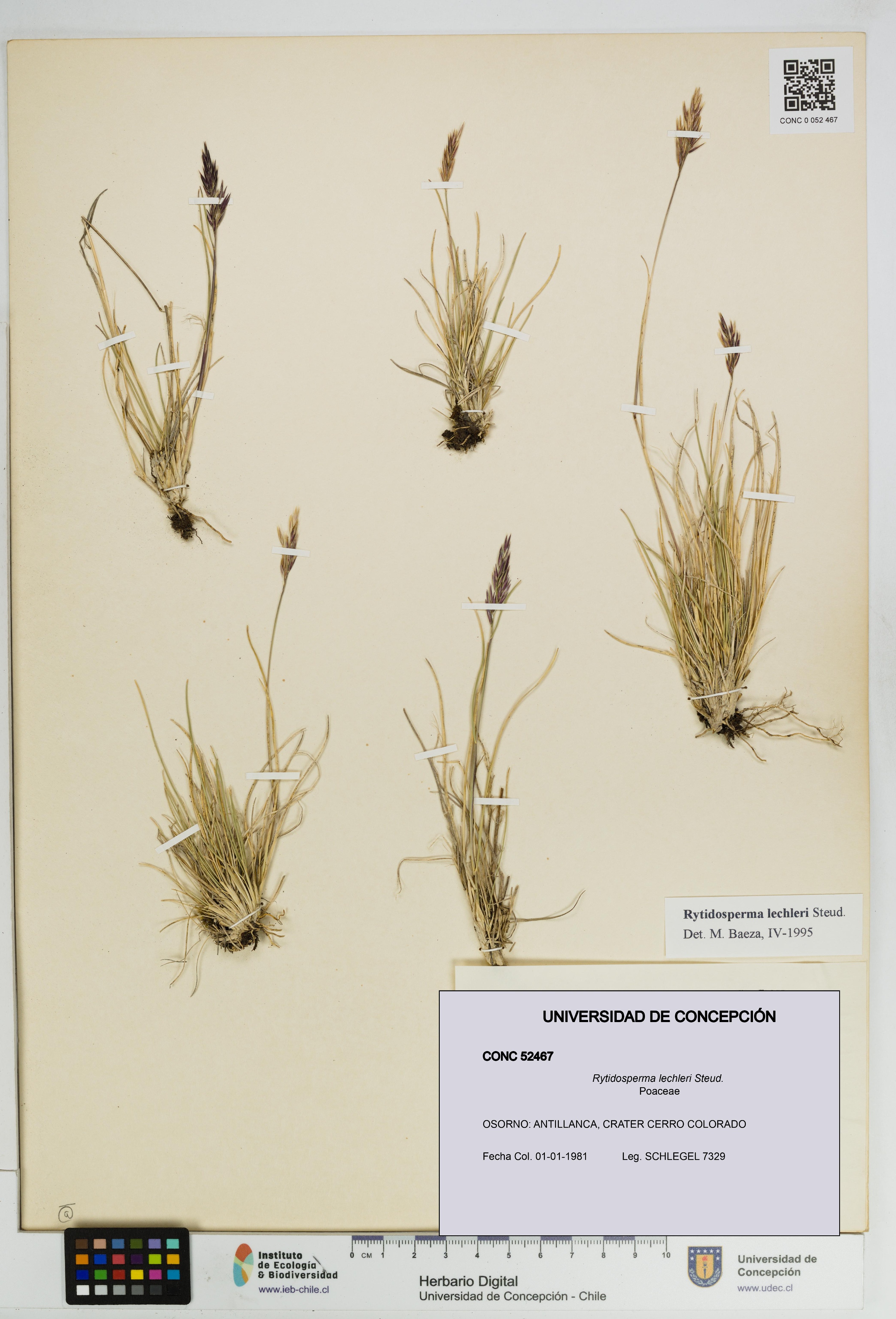 Rytidosperma lechleri [Espécimen: UDEC:CONC:0052467]