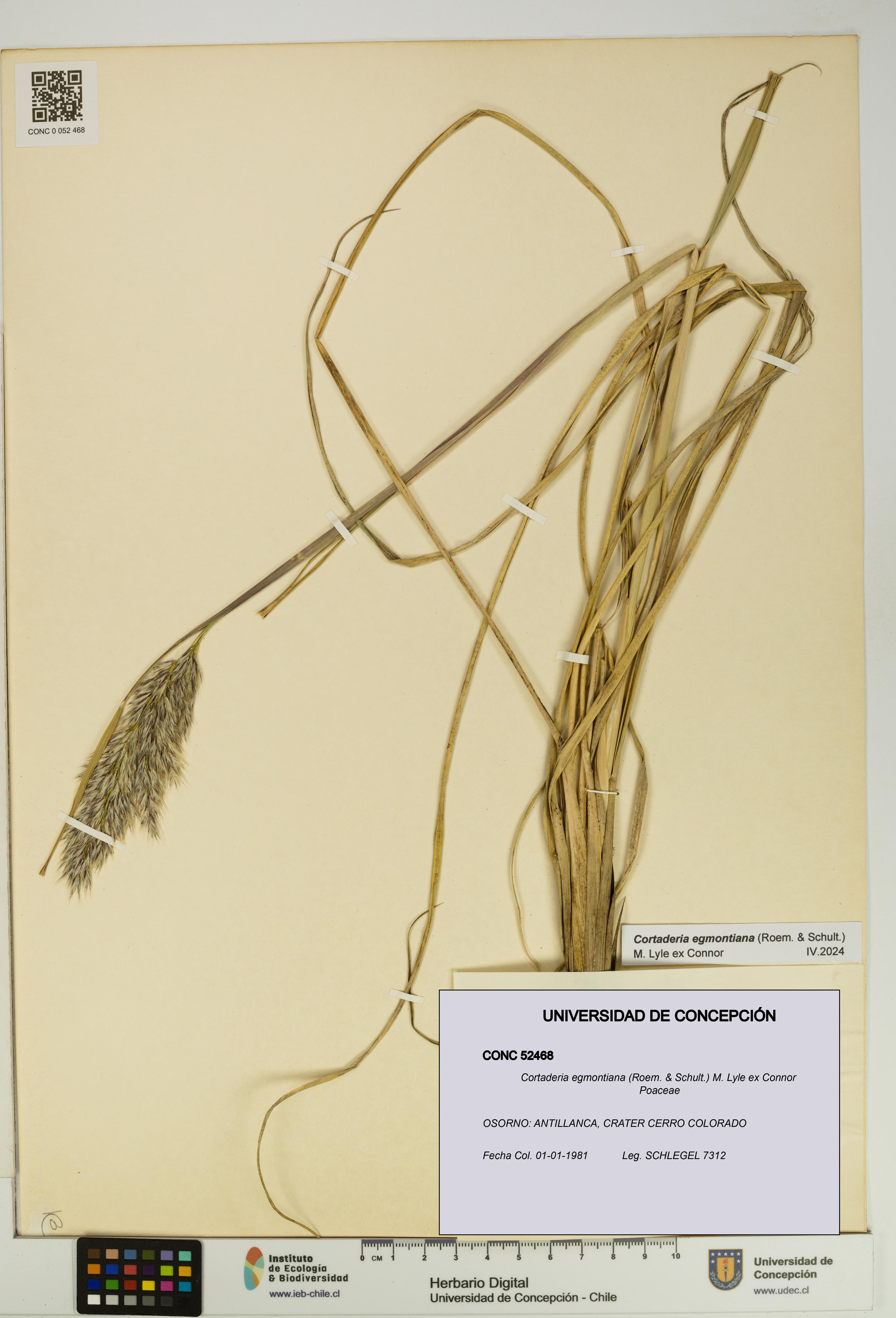Cortaderia egmontiana [Espécimen: UDEC:CONC:0052468]