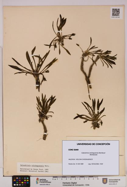 Calandrinia colchaguensis [Espécimen: UDEC:CONC:0052493]