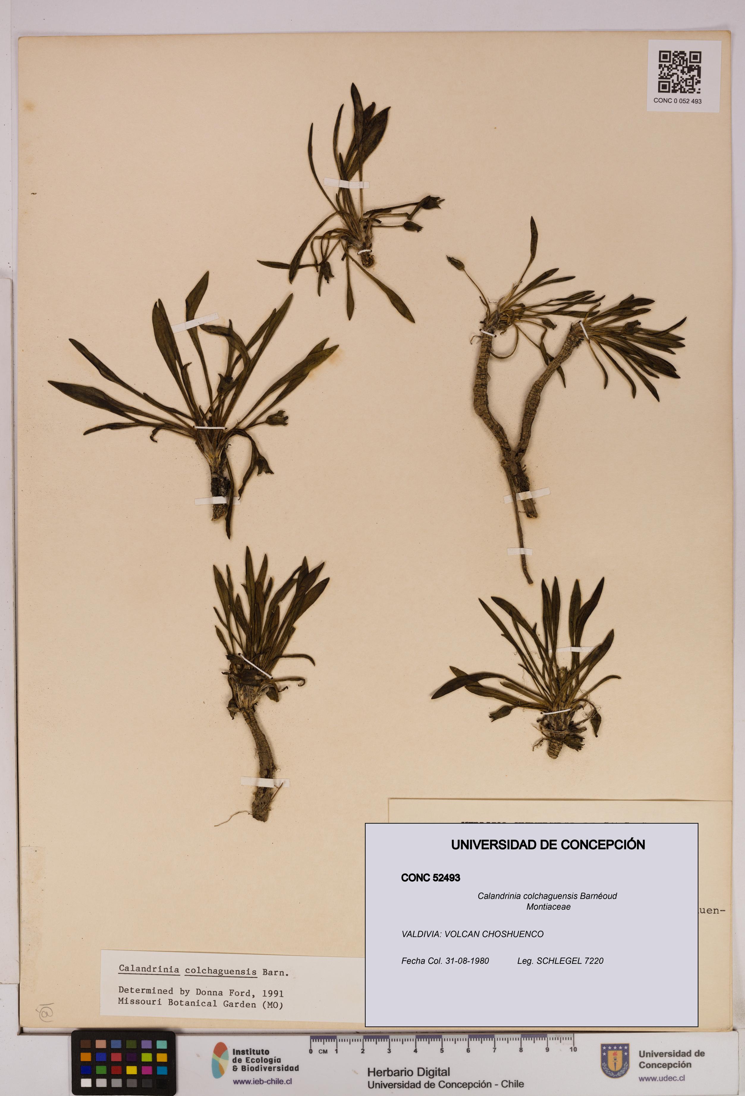 Calandrinia colchaguensis [Espécimen: UDEC:CONC:0052493]