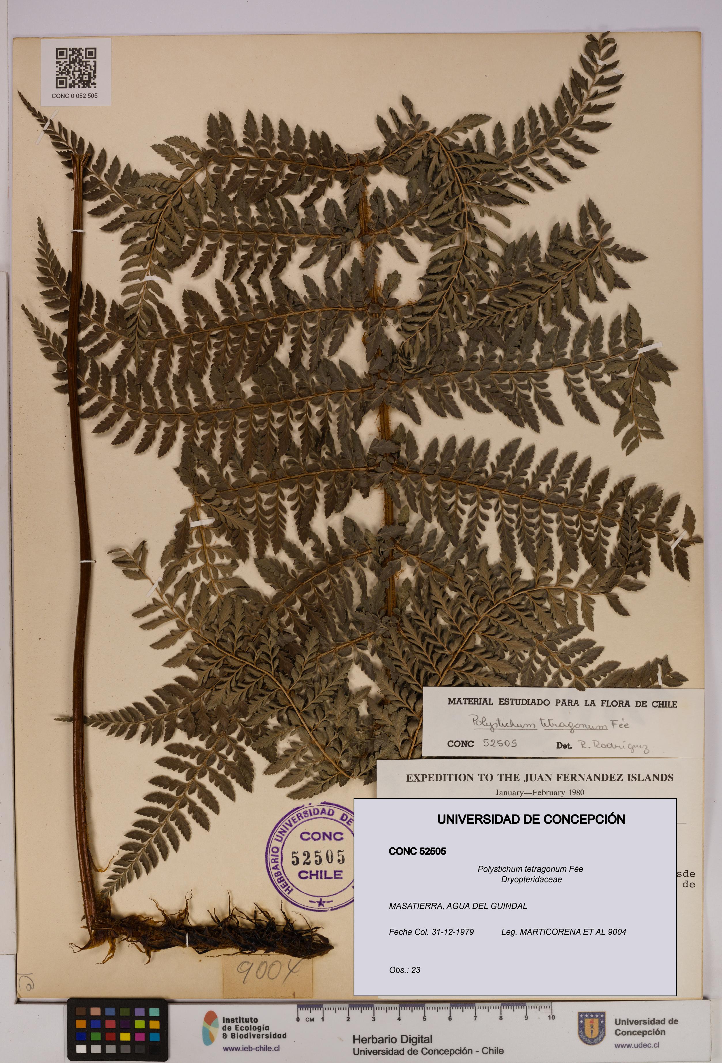 Polystichum tetragonum [Espécimen: UDEC:CONC:0052505]