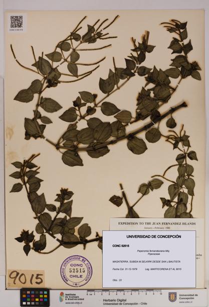 Peperomia fernandeziana [Espécimen: UDEC:CONC:0052515]