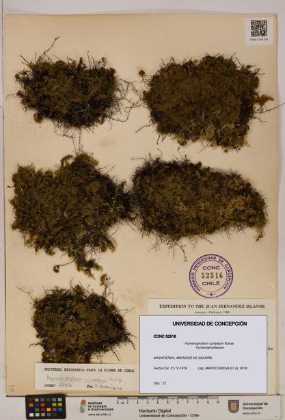 Hymenophyllum cuneatum [Espécimen: UDEC:CONC:0052516]