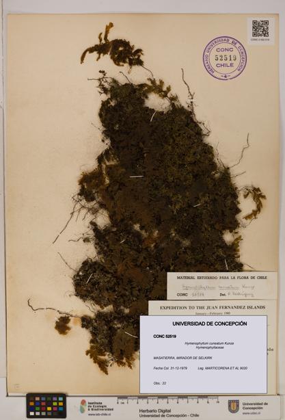 Hymenophyllum cuneatum [Espécimen: UDEC:CONC:0052519]