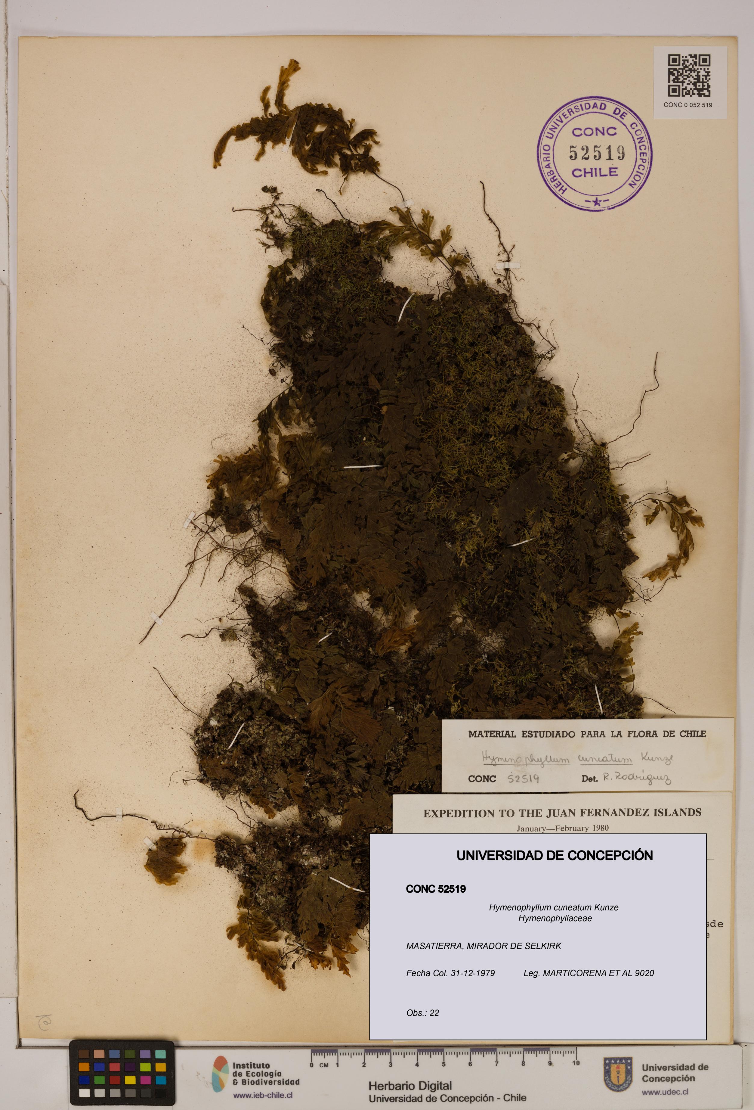 Hymenophyllum cuneatum [Espécimen: UDEC:CONC:0052519]