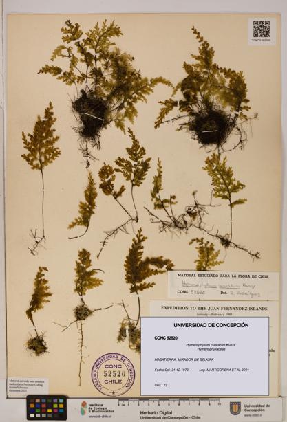 Hymenophyllum cuneatum [Espécimen: UDEC:CONC:0052520]