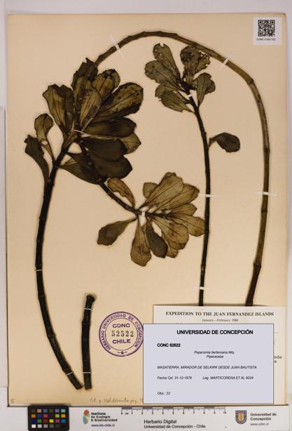 Peperomia berteroana [Espécimen: UDEC:CONC:0052522]