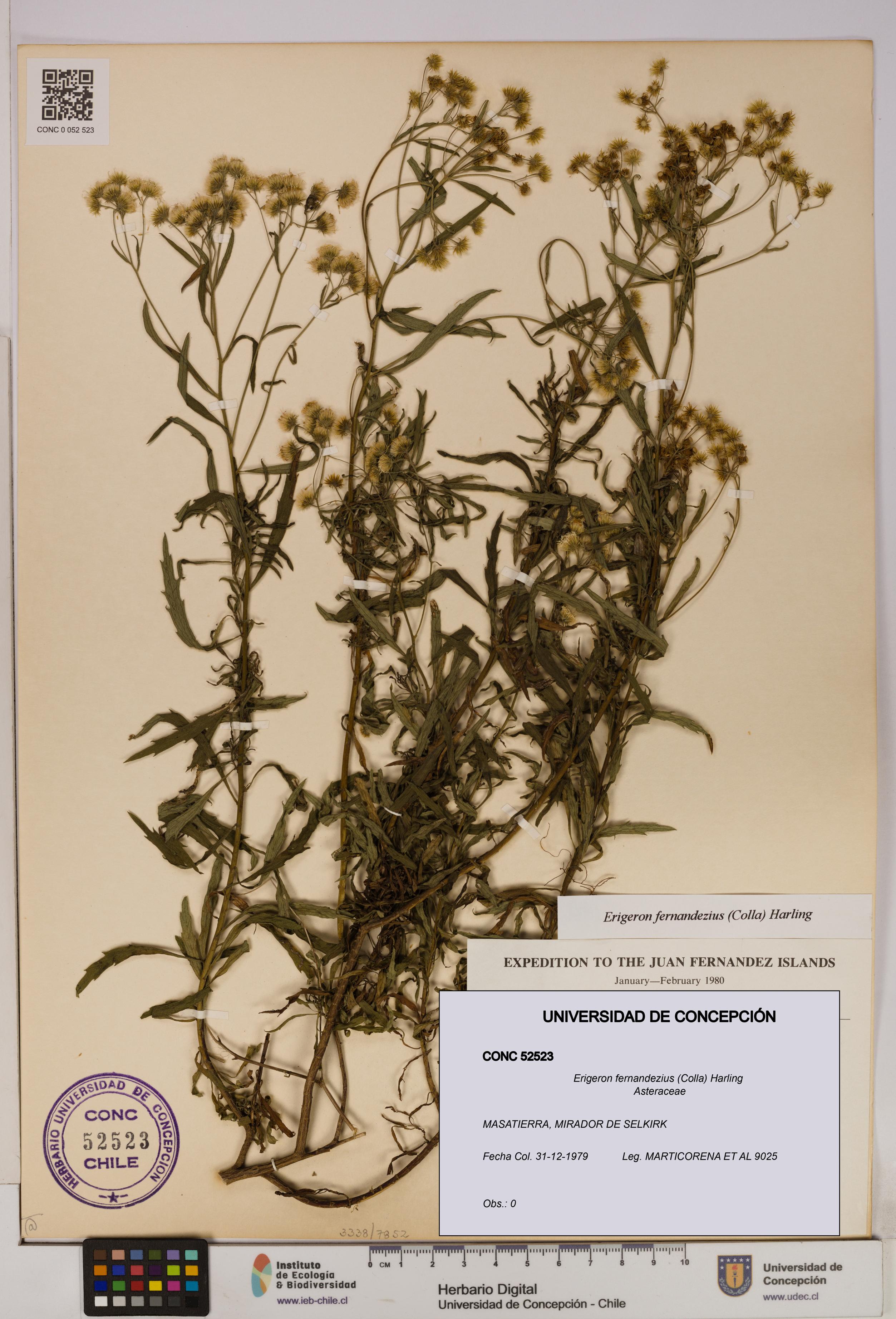 Erigeron fernandezius [Espécimen: UDEC:CONC:0052523]