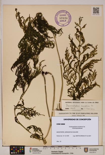Hymenophyllum fuciforme [Espécimen: UDEC:CONC:0052529]