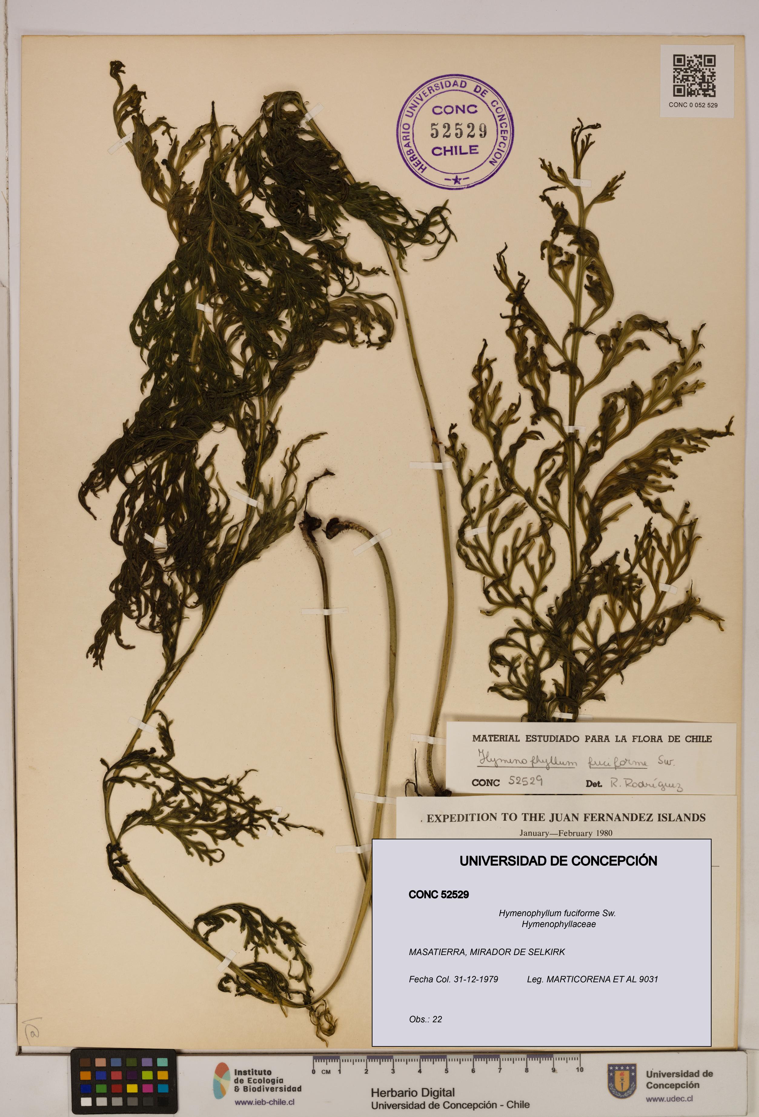 Hymenophyllum fuciforme [Espécimen: UDEC:CONC:0052529]