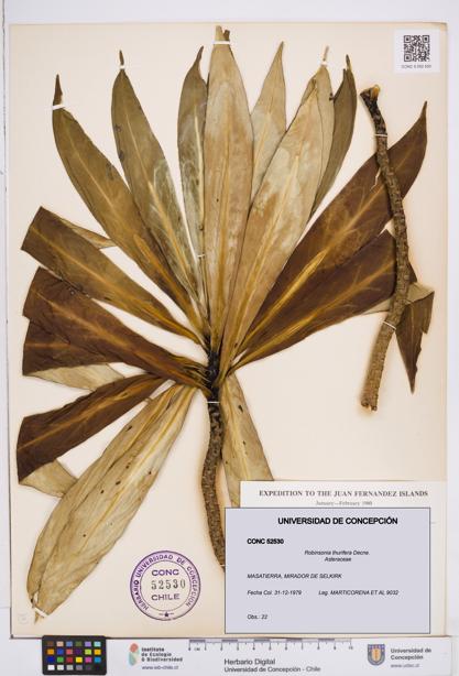 Robinsonia thurifera [Espécimen: ]