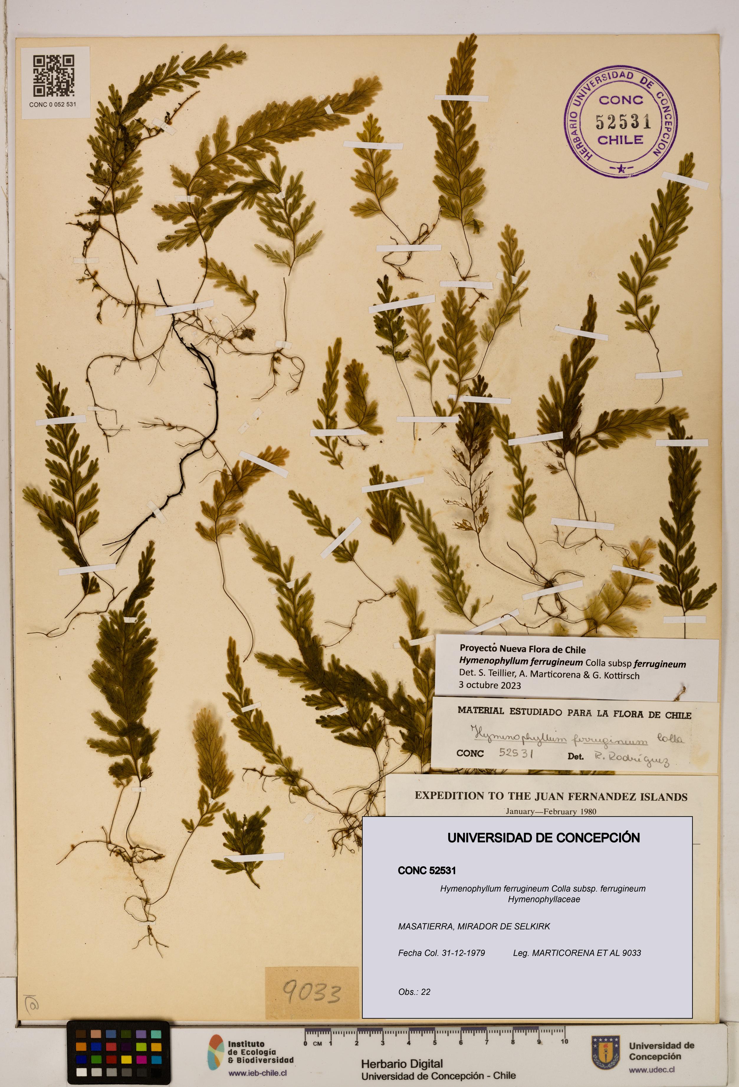 Hymenophyllum ferrugineum [Espécimen: UDEC:CONC:0052531]