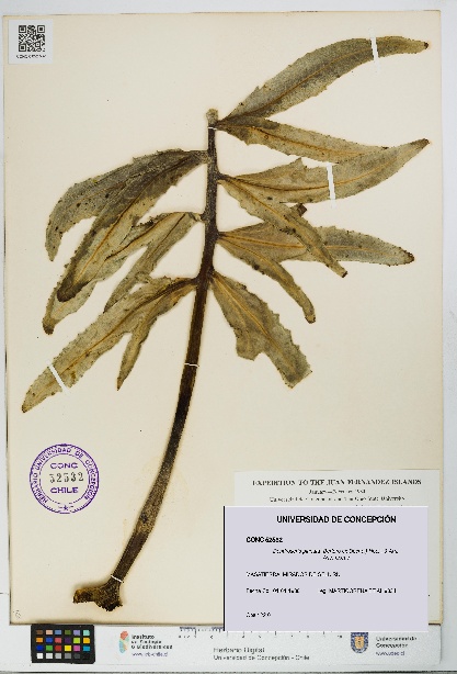 Dendroseris pinnata [Espécimen: UDEC:CONC:0052532]