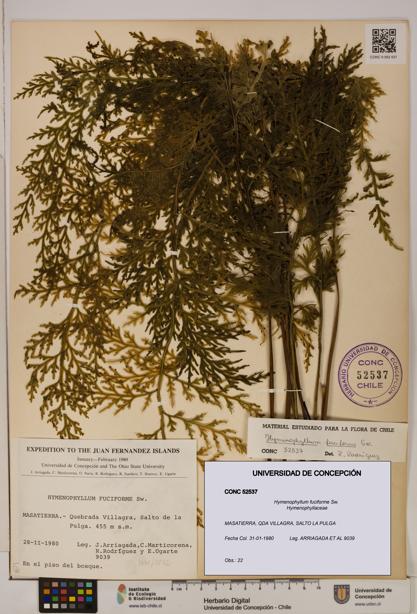 Hymenophyllum fuciforme [Espécimen: UDEC:CONC:0052537]