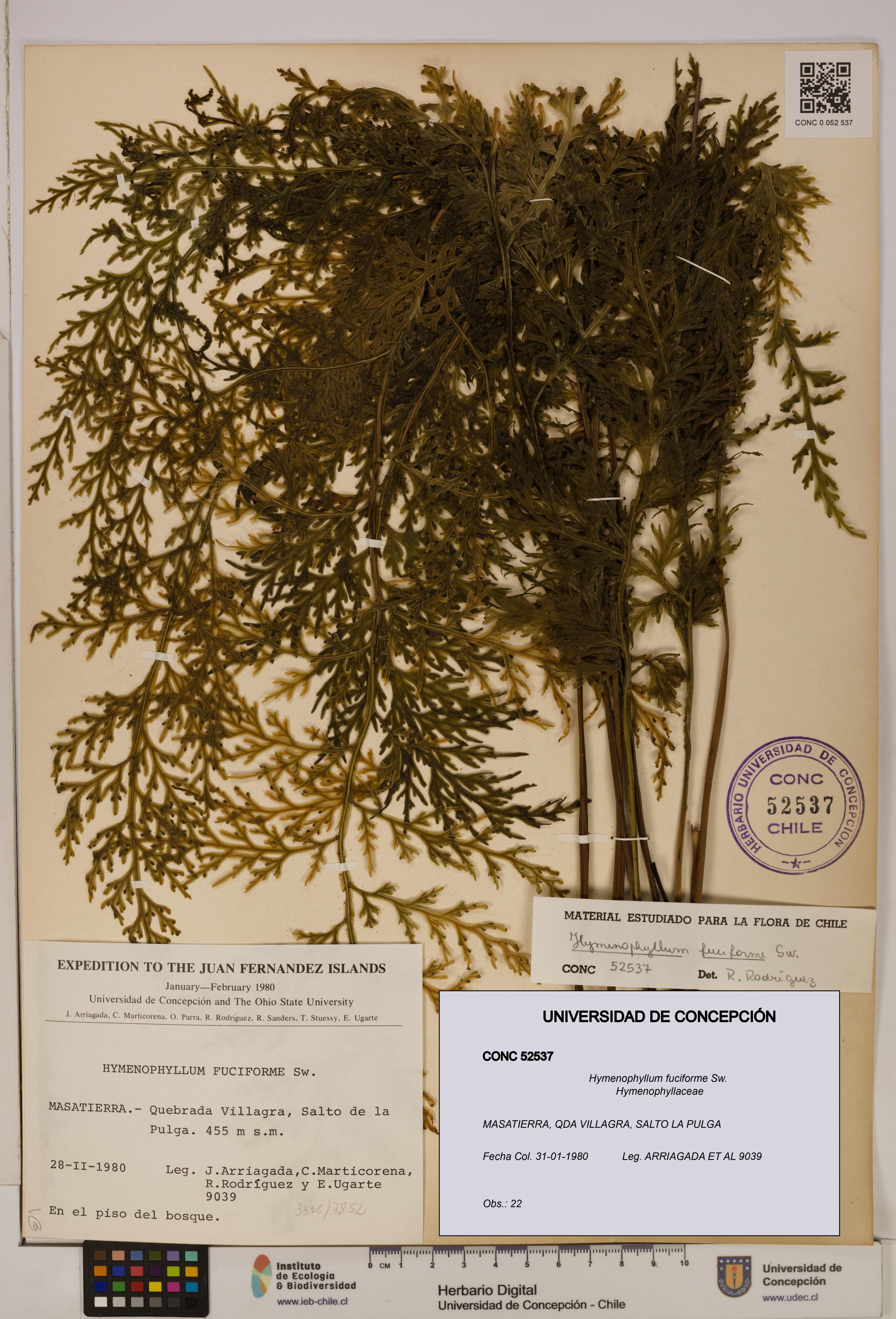Hymenophyllum fuciforme [Espécimen: UDEC:CONC:0052537]