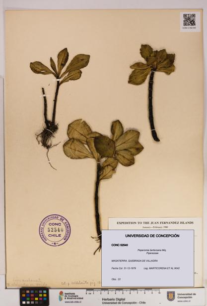 Peperomia berteroana [Espécimen: UDEC:CONC:0052540]