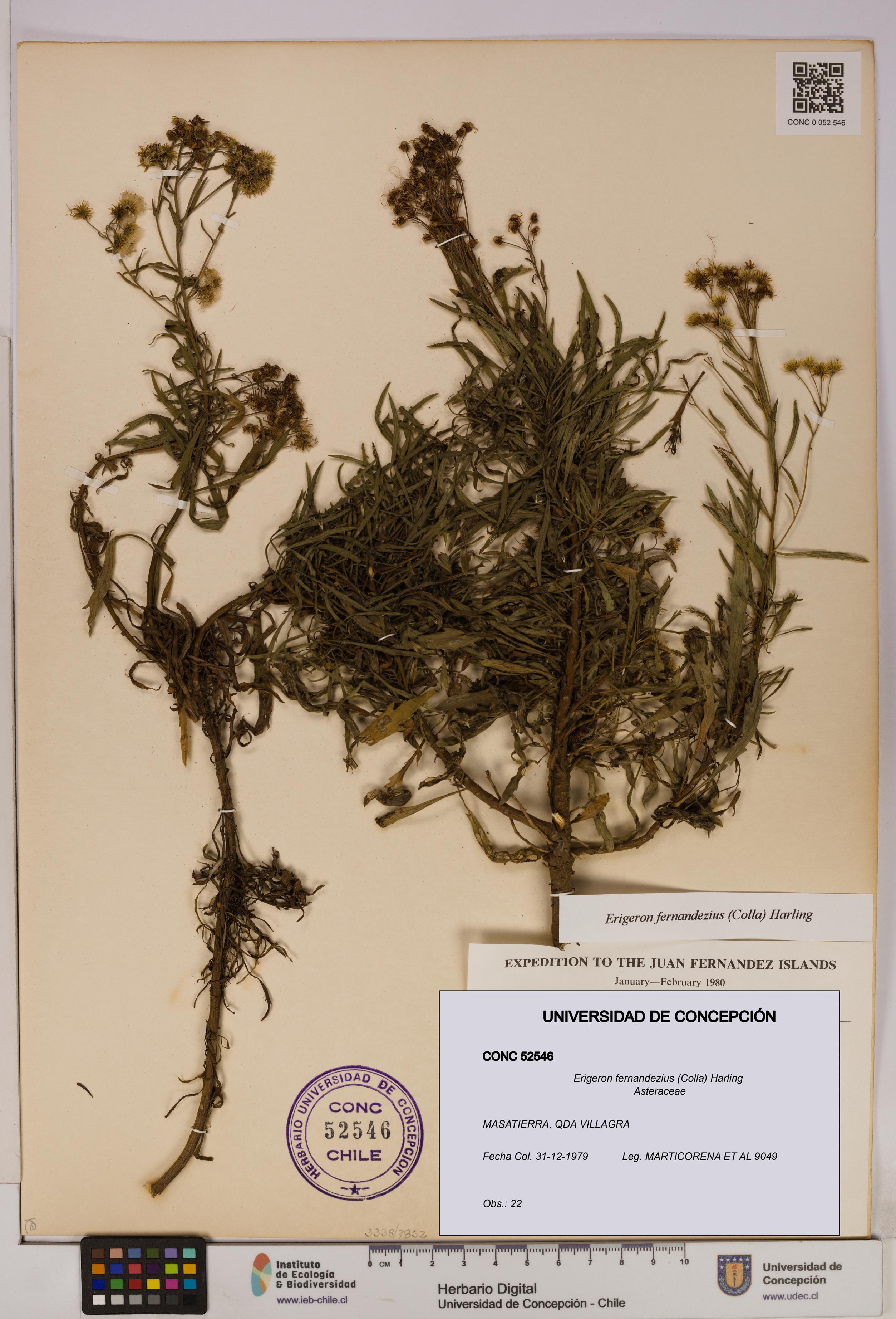 Erigeron fernandezius [Espécimen: UDEC:CONC:0052546]