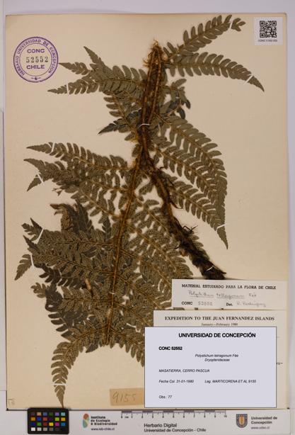Polystichum tetragonum [Espécimen: UDEC:CONC:0052552]