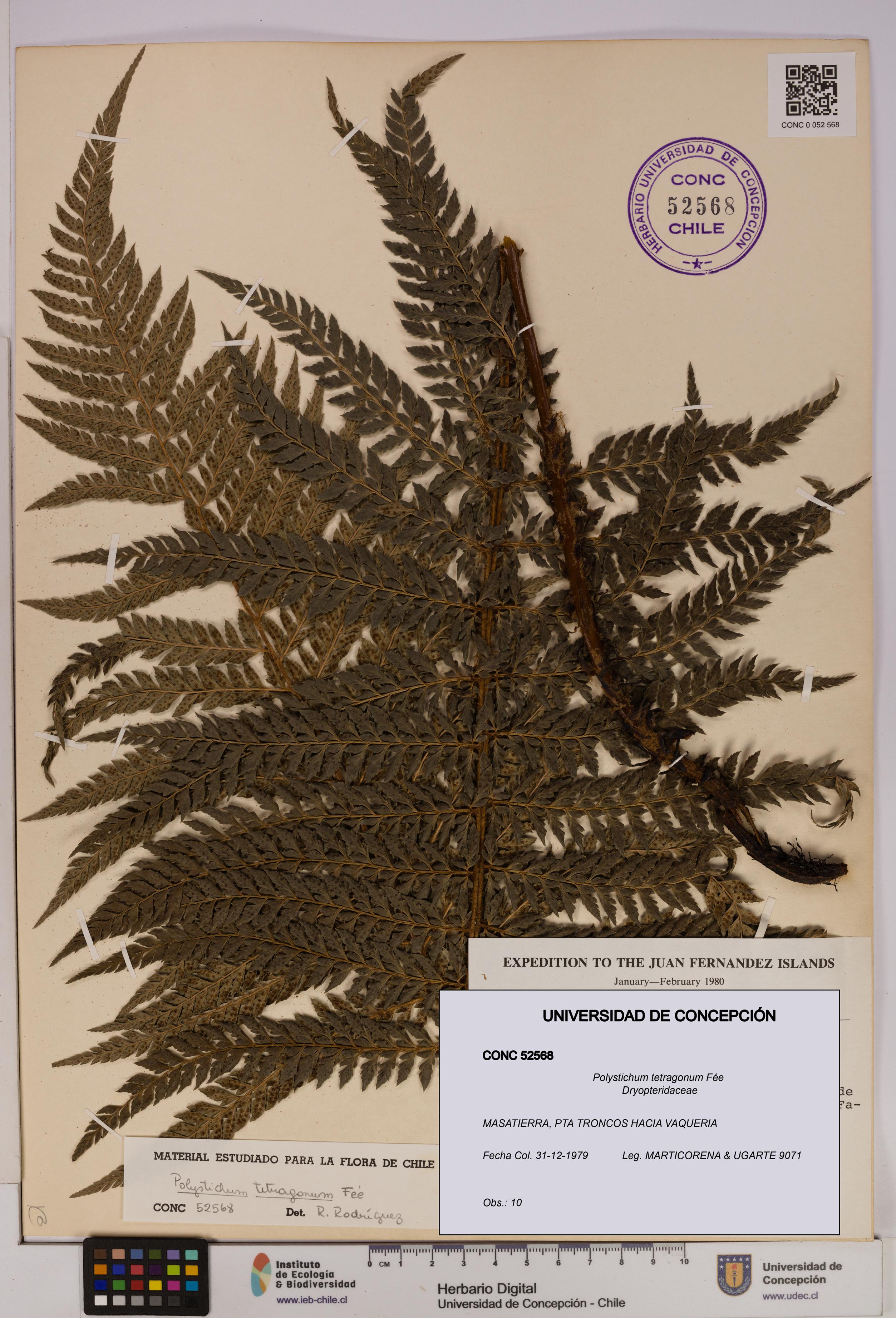 Polystichum tetragonum [Espécimen: UDEC:CONC:0052568]