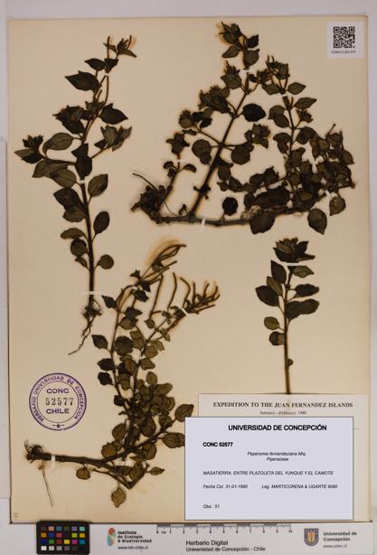 Peperomia fernandeziana [Espécimen: UDEC:CONC:0052577]