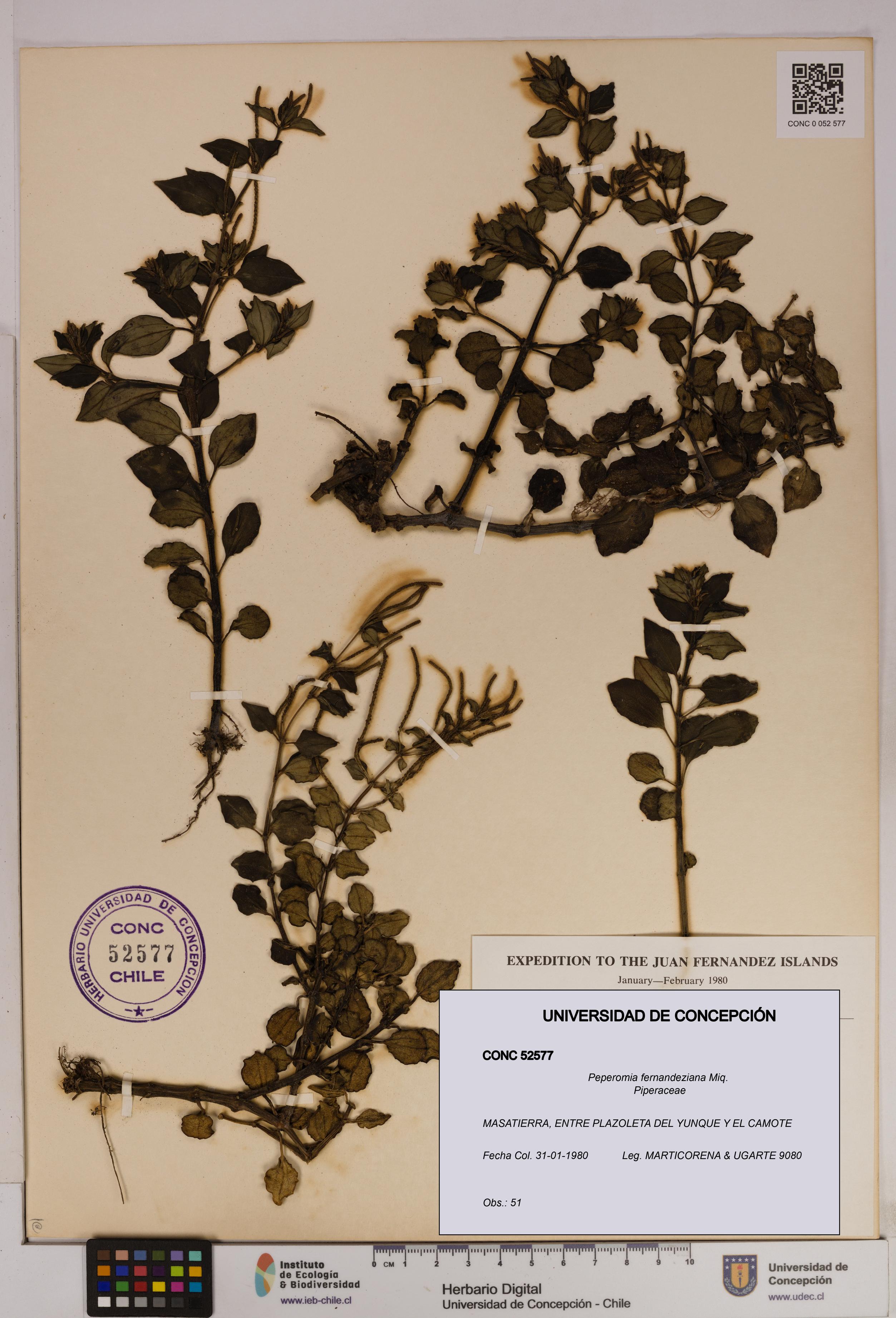 Peperomia fernandeziana [Espécimen: UDEC:CONC:0052577]