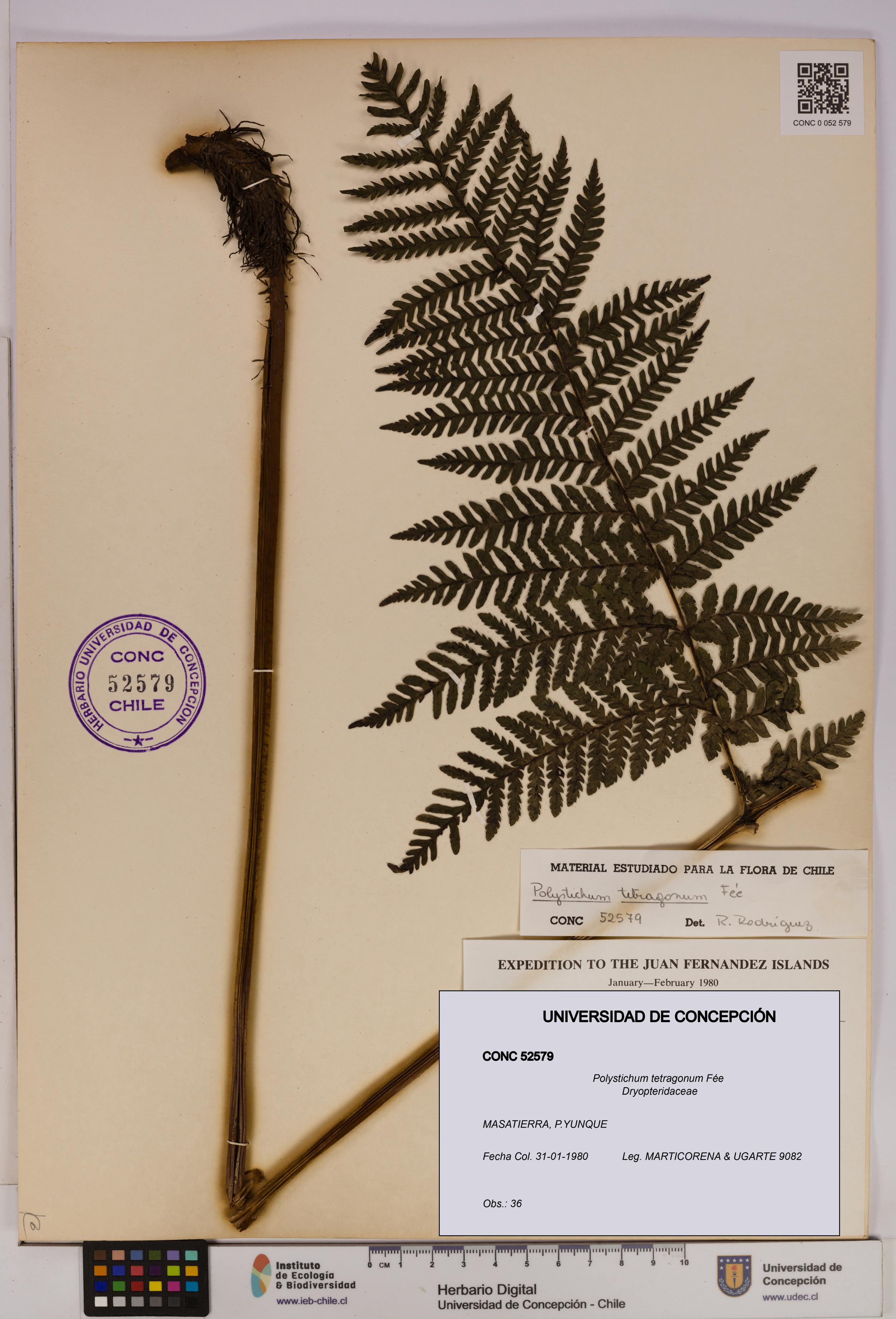 Polystichum tetragonum [Espécimen: UDEC:CONC:0052579]