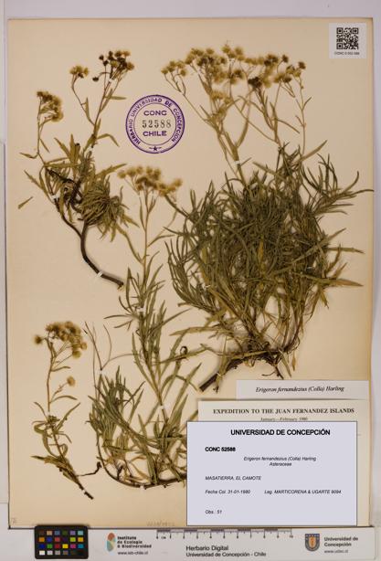 Erigeron fernandezius [Espécimen: UDEC:CONC:0052588]