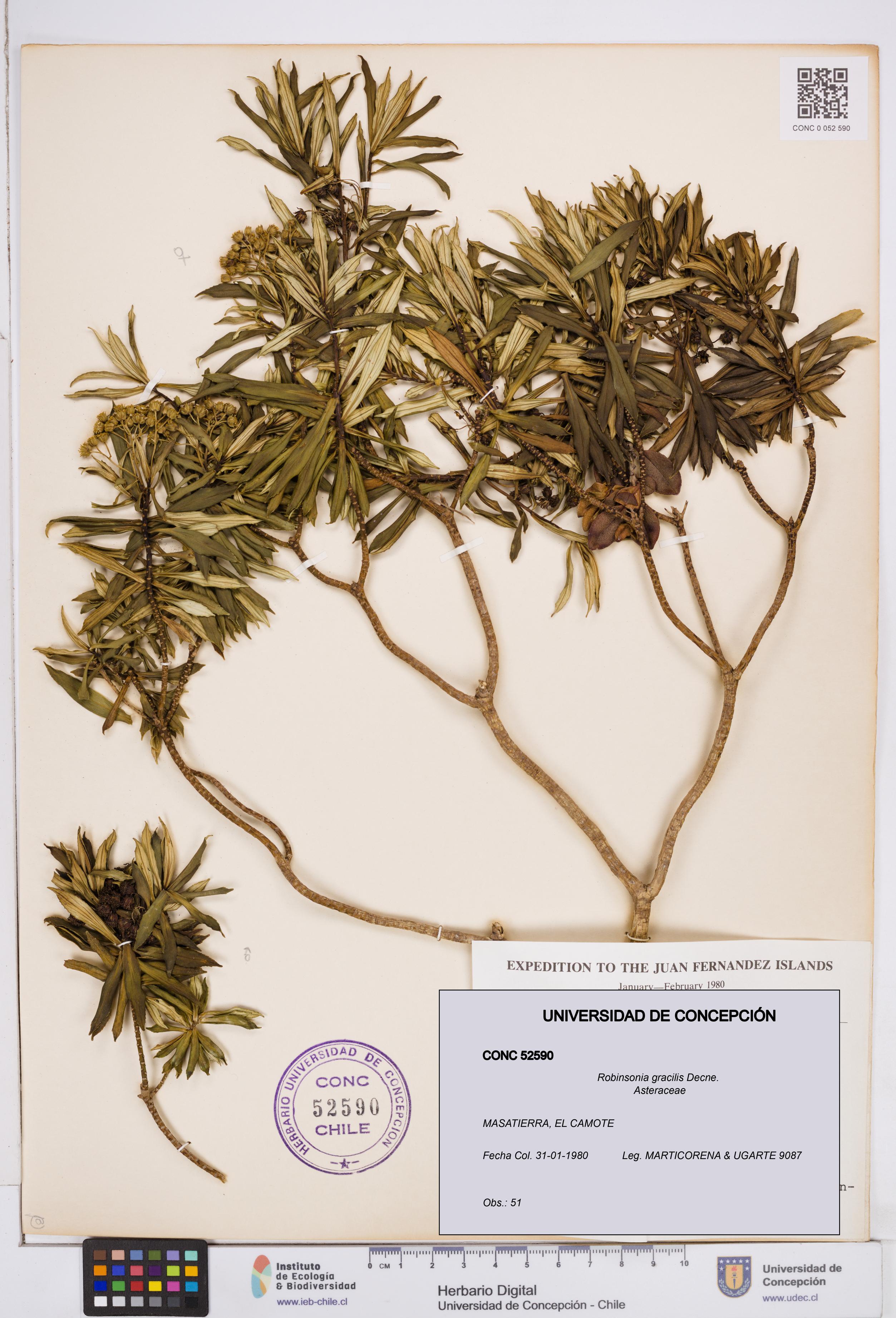 Robinsonia gracilis [Espécimen: ]