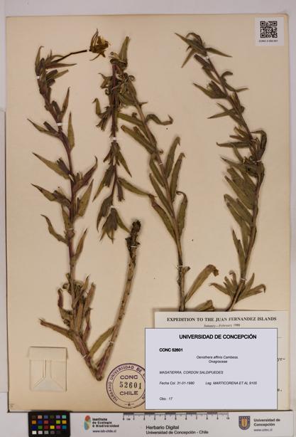 Oenothera affinis [Espécimen: UDEC:CONC:0052601]