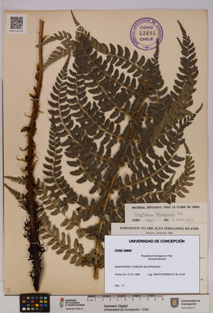 Polystichum tetragonum [Espécimen: UDEC:CONC:0052605]