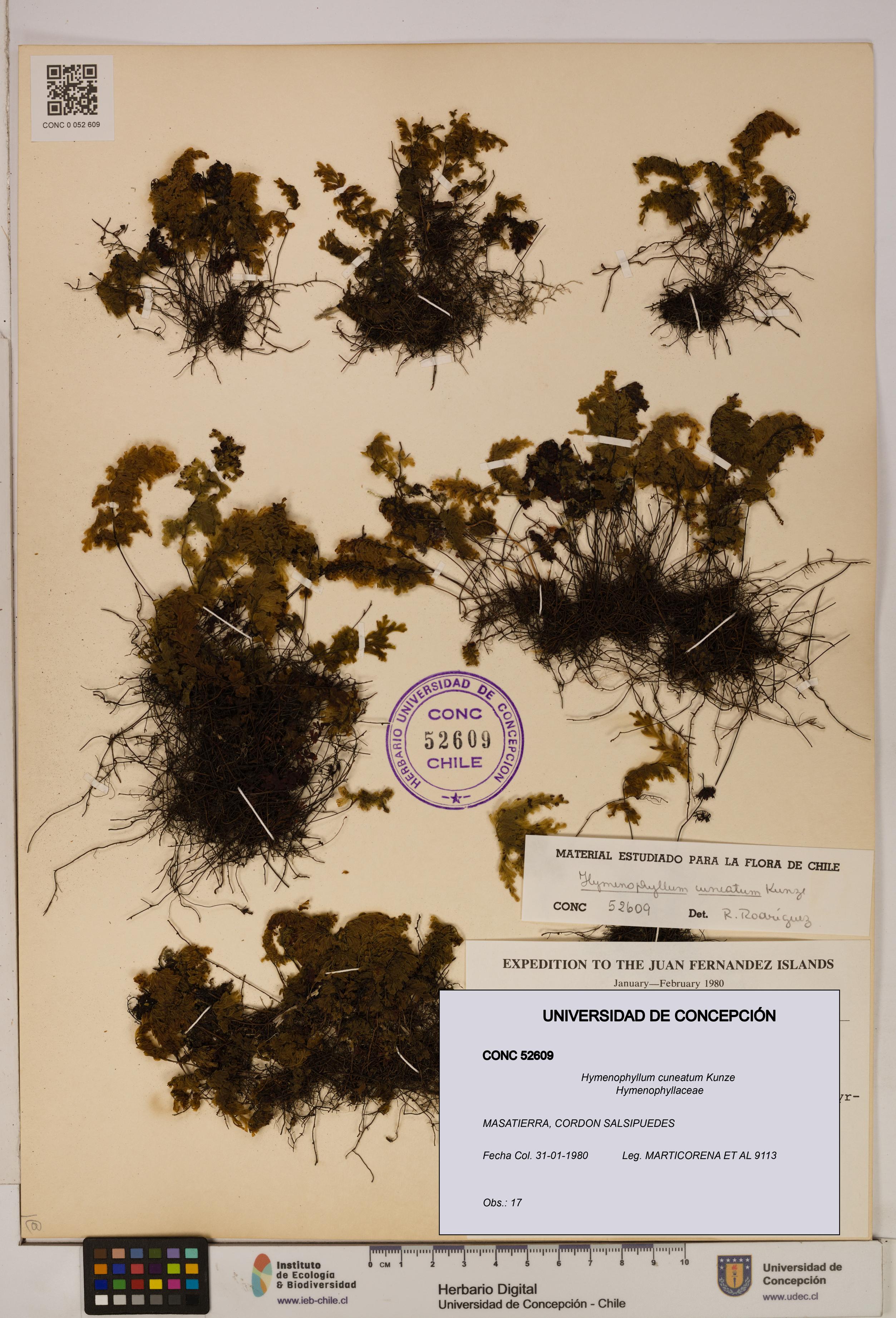 Hymenophyllum cuneatum [Espécimen: UDEC:CONC:0052609]