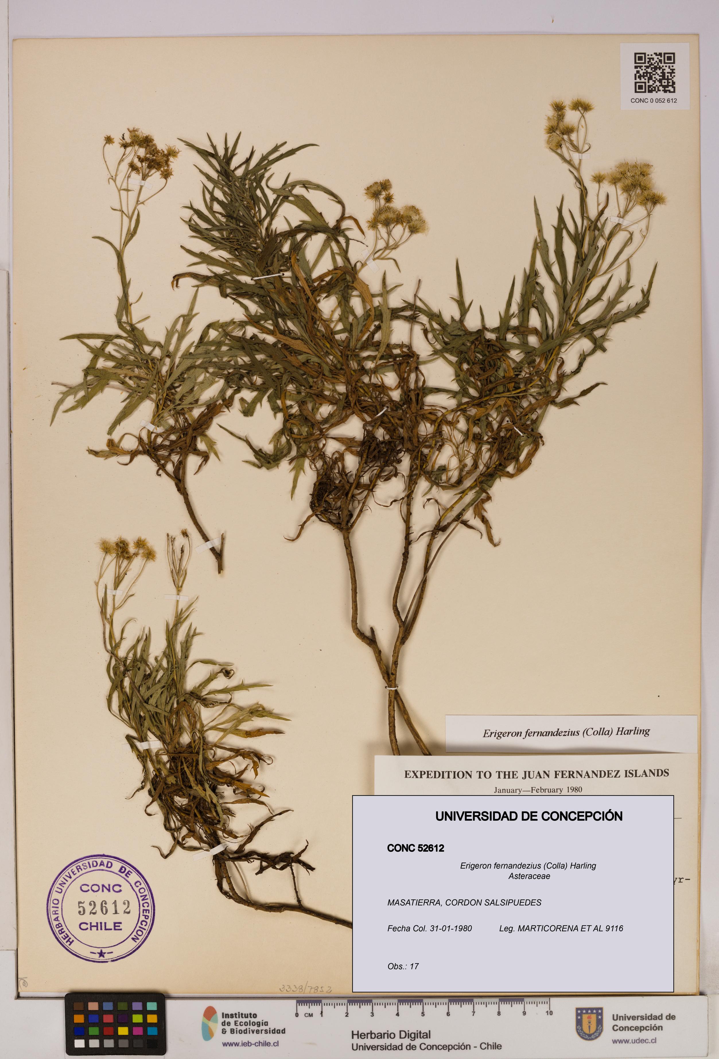 Erigeron fernandezius [Espécimen: UDEC:CONC:0052612]