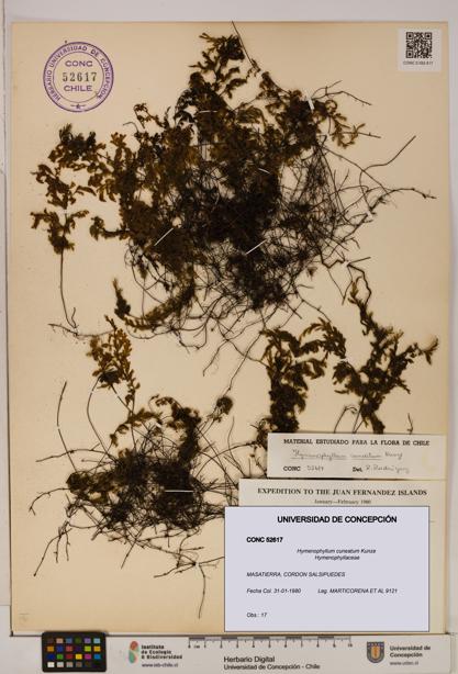 Hymenophyllum cuneatum [Espécimen: UDEC:CONC:0052617]