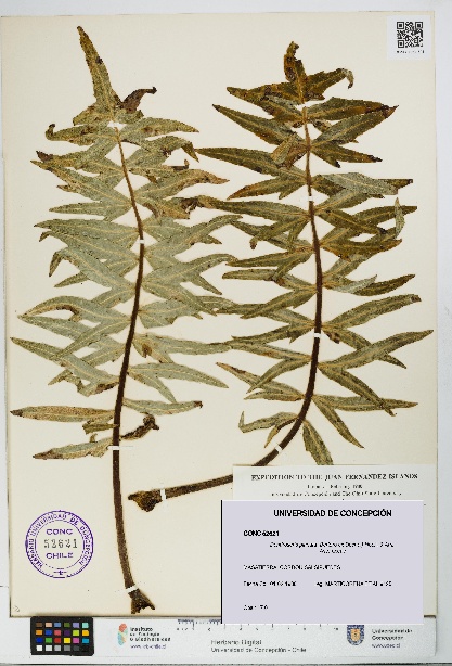 Dendroseris pinnata [Espécimen: UDEC:CONC:0052621]