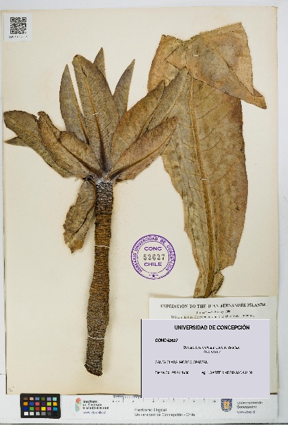 Dendroseris pruinata [Espécimen: UDEC:CONC:0052627]